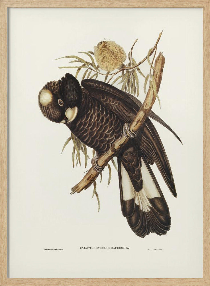 Baudin's Cockatoo Poster